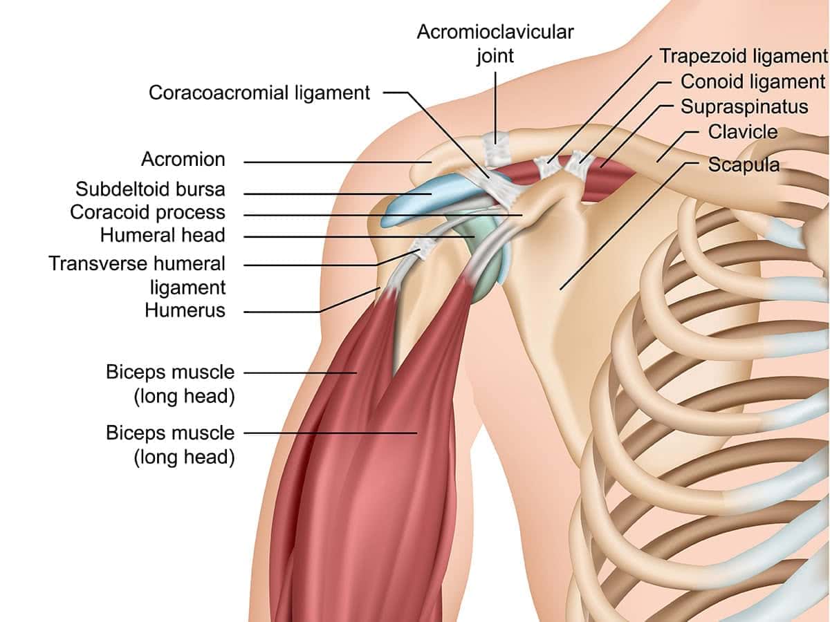 Dr Raymond Yu Adelaide Orthopaedic Surgeon Shoulder Specialist Best image shoulder tendon pain 1